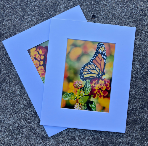 Butterfly Print #1