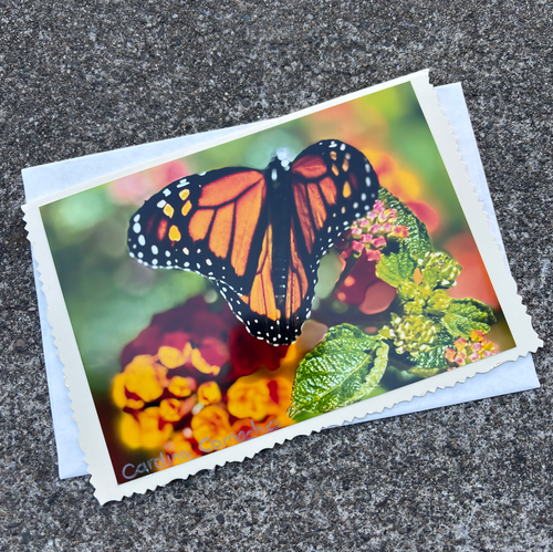 Butterfly #1